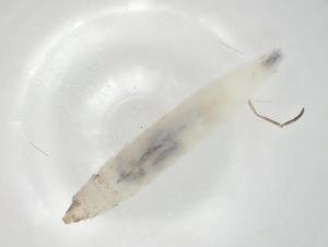  ( - CBG-A06642-B07)  @11 [ ] CreativeCommons - Attribution (2023) Centre for Biodiversity Genomics Centre for Biodiversity Genomics