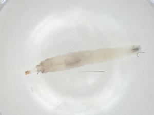  ( - CBG-A06642-B08)  @11 [ ] CreativeCommons - Attribution (2023) Centre for Biodiversity Genomics Centre for Biodiversity Genomics