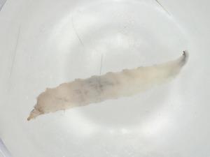  ( - CBG-A06642-B09)  @11 [ ] CreativeCommons - Attribution (2023) Centre for Biodiversity Genomics Centre for Biodiversity Genomics