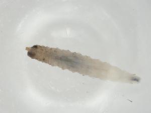  ( - CBG-A06642-B10)  @11 [ ] CreativeCommons - Attribution (2023) Centre for Biodiversity Genomics Centre for Biodiversity Genomics