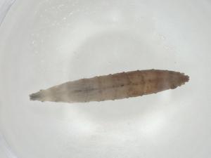  ( - CBG-A06642-B11)  @11 [ ] CreativeCommons - Attribution (2023) Centre for Biodiversity Genomics Centre for Biodiversity Genomics