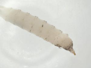  ( - CBG-A06642-C01)  @11 [ ] CreativeCommons - Attribution (2023) Centre for Biodiversity Genomics Centre for Biodiversity Genomics