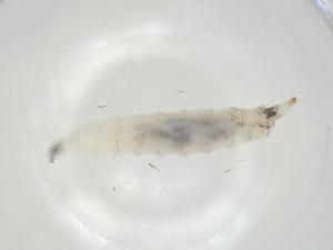  ( - CBG-A06642-C03)  @11 [ ] CreativeCommons - Attribution (2023) Centre for Biodiversity Genomics Centre for Biodiversity Genomics