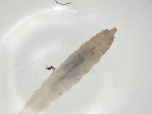  ( - CBG-A06642-C04)  @11 [ ] CreativeCommons - Attribution (2023) Centre for Biodiversity Genomics Centre for Biodiversity Genomics