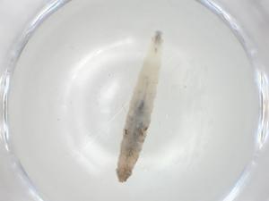  ( - CBG-A06642-C05)  @11 [ ] CreativeCommons - Attribution (2023) Centre for Biodiversity Genomics Centre for Biodiversity Genomics