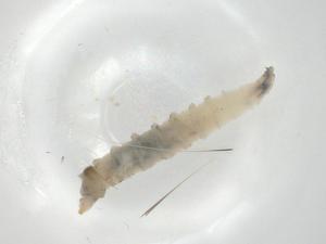  ( - CBG-A06642-C06)  @11 [ ] CreativeCommons - Attribution (2023) Centre for Biodiversity Genomics Centre for Biodiversity Genomics