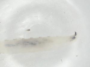  ( - CBG-A06642-C07)  @11 [ ] CreativeCommons - Attribution (2023) Centre for Biodiversity Genomics Centre for Biodiversity Genomics