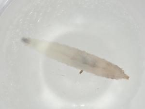  ( - CBG-A06642-C11)  @11 [ ] CreativeCommons - Attribution (2023) Centre for Biodiversity Genomics Centre for Biodiversity Genomics