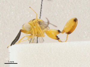  ( - CBG-A04570-E11)  @11 [ ] CreativeCommons - Attribution (2023) CBG Photography Group Centre for Biodiversity Genomics