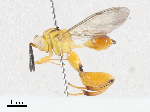  ( - CBG-A04598-C10)  @11 [ ] CreativeCommons - Attribution (2023) CBG Photography Group Centre for Biodiversity Genomics