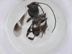  (Chelonus Malaise8100 - CBG-A04973-B06)  @11 [ ] CreativeCommons - Attribution (2023) Centre for Biodiversity Genomics Centre for Biodiversity Genomics