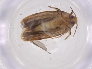  (Antaeotricha Malaise1661 - CBG-A04983-B06)  @11 [ ] CreativeCommons - Attribution (2023) Centre for Biodiversity Genomics Centre for Biodiversity Genomics