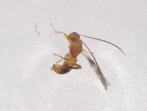  (Ecphylus Malaise4300 - CBG-A04990-B03)  @11 [ ] CreativeCommons - Attribution (2023) Centre for Biodiversity Genomics Centre for Biodiversity Genomics