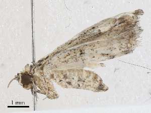  (Lascoria Malaise9561 - CBG-A05401-E02)  @11 [ ] CreativeCommons - Attribution (2023) CBG Photography Group Centre for Biodiversity Genomics
