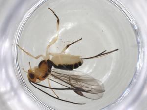  ( - CBG-A05848-H01)  @11 [ ] CreativeCommons - Attribution (2023) Centre for Biodiversity Genomics Centre for Biodiversity Genomics