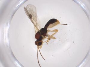  ( - CBG-A05850-C05)  @11 [ ] CreativeCommons - Attribution (2023) Centre for Biodiversity Genomics Centre for Biodiversity Genomics