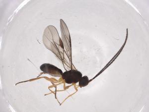  (opiMalaise01 Malaise7316 - CBG-A05929-F05)  @11 [ ] CreativeCommons - Attribution (2023) Centre for Biodiversity Genomics Centre for Biodiversity Genomics