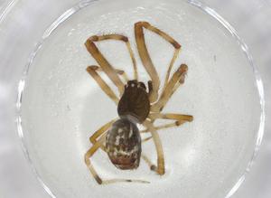  ( - CBG-A05937-C04)  @11 [ ] CreativeCommons - Attribution (2023) Centre for Biodiversity Genomics Centre for Biodiversity Genomics