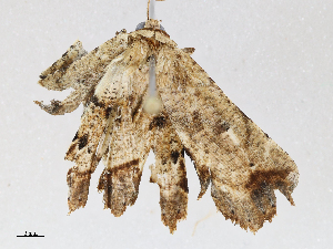  ( - CBG-A06198-F08)  @11 [ ] CreativeCommons - Attribution (2023) CBG Photography Group Centre for Biodiversity Genomics