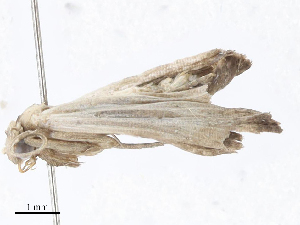  ( - CBG-A06246-F09)  @11 [ ] CreativeCommons - Attribution (2023) CBG Photography Group Centre for Biodiversity Genomics