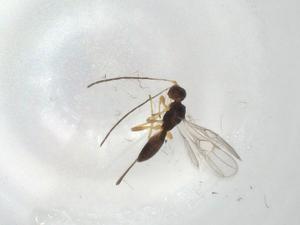  (Ecphylus Malaise1811 - CBG-A06580-C10)  @11 [ ] CreativeCommons - Attribution (2023) Centre for Biodiversity Genomics Centre for Biodiversity Genomics