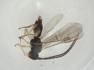  ( - CBG-A06586-A06)  @11 [ ] CreativeCommons - Attribution (2023) Centre for Biodiversity Genomics Centre for Biodiversity Genomics