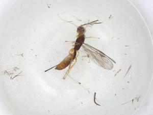  (Heterospilus Malaise1817 - CBG-A06763-A05)  @11 [ ] CreativeCommons - Attribution (2023) Centre for Biodiversity Genomics Centre for Biodiversity Genomics