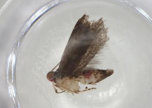  ( - CBG-A07136-G07)  @11 [ ] CreativeCommons - Attribution (2023) Centre for Biodiversity Genomics Centre for Biodiversity Genomics