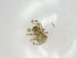  ( - CBG-A07143-H02)  @11 [ ] CreativeCommons - Attribution (2023) Centre for Biodiversity Genomics Centre for Biodiversity Genomics