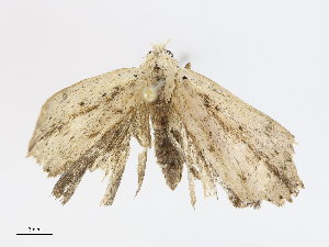  (Arugisa Poole7712 - CBG-A07084-D04)  @11 [ ] CreativeCommons - Attribution Share-Alike (2023) CBG Photography Group Centre for Biodiversity Genomics