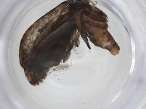  ( - CBG-A10306-H09)  @11 [ ] CreativeCommons - Attribution Share - Alike (2023) Centre for Biodiversity Genomics Centre for Biodiversity Genomics