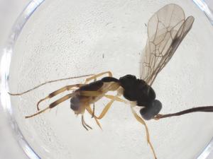  (phygaMalaise01 Malaise2512 - CBG-A10360-G04)  @11 [ ] CreativeCommons - Attribution Share - Alike (2023) Centre for Biodiversity Genomics Centre for Biodiversity Genomics