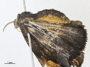 (Eusarca Malaise7928 - CBG-A04528-C12)  @11 [ ] CreativeCommons - Attribution Share - Alike (2023) CBG Photography Group Centre for Biodiversity Genomics