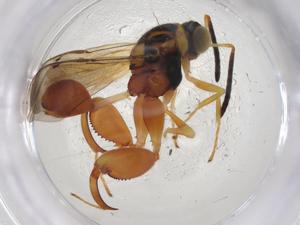  (chalMalaise01 Malaise4841 - CBG-A09228-E01)  @11 [ ] CreativeCommons - Attribution Share - Alike (2023) Centre for Biodiversity Genomics Centre for Biodiversity Genomics