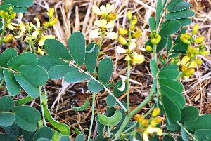  (Senna italica micrantha - SIMC026)  @11 [ ] CIMAP Herbarium (2014) Dr. V. Sundaresan, Priyanka Mishra Central Institute of Medicinal and Aromatic Plants