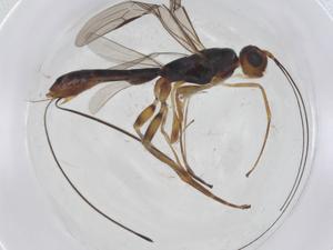  ( - CBG-A12317-B03)  @11 [ ] CreativeCommons - Attribution Share - Alike (2023) Centre for Biodiversity Genomics Centre for Biodiversity Genomics