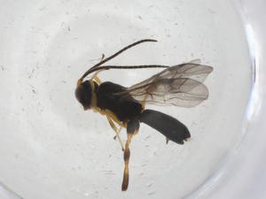  (Chelonus Malaise6274 - CBG-A12318-B06)  @11 [ ] CreativeCommons - Attribution Share - Alike (2023) Centre for Biodiversity Genomics Centre for Biodiversity Genomics