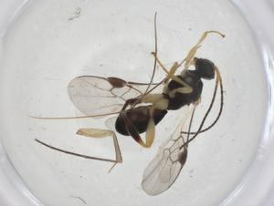  (Urosigalphus Malaise9595 - CBG-A12318-C07)  @11 [ ] CreativeCommons - Attribution Share - Alike (2023) Centre for Biodiversity Genomics Centre for Biodiversity Genomics