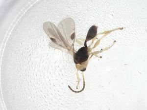  (Leiophron Malaise7747 - CBG-A12321-H01)  @11 [ ] CreativeCommons - Attribution Share - Alike (2023) Centre for Biodiversity Genomics Centre for Biodiversity Genomics