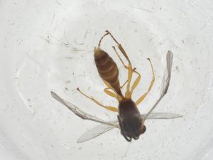  ( - CBG-A12323-F08)  @11 [ ] CreativeCommons - Attribution Share - Alike (2023) Centre for Biodiversity Genomics Centre for Biodiversity Genomics