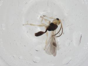  ( - CBG-A12324-E03)  @11 [ ] CreativeCommons - Attribution Share - Alike (2023) Centre for Biodiversity Genomics Centre for Biodiversity Genomics