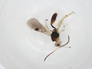  ( - CBG-A12326-E01)  @11 [ ] CreativeCommons - Attribution Share - Alike (2023) Centre for Biodiversity Genomics Centre for Biodiversity Genomics