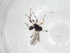  (Leiophron Malaise4974 - CBG-A12341-H04)  @11 [ ] CreativeCommons - Attribution Share - Alike (2023) Centre for Biodiversity Genomics Centre for Biodiversity Genomics