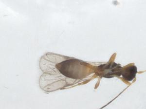  (Ecphylus Malaise0532 - CBG-A12348-A05)  @11 [ ] CreativeCommons - Attribution Share - Alike (2023) Centre for Biodiversity Genomics Centre for Biodiversity Genomics