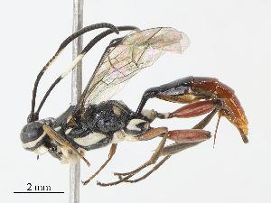  ( - CBG-A13222-D12)  @11 [ ] CreativeCommons - Attribution Share - Alike (2023) CBG Photography Group Centre for Biodiversity Genomics