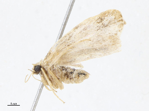  ( - CBG-A13322-B08)  @11 [ ] CreativeCommons - Attribution Share - Alike (2023) CBG Photography Group Centre for Biodiversity Genomics