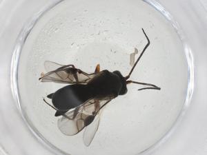  (Chelonus malaise2516 - CBG-A13449-C06)  @11 [ ] CreativeCommons - Attribution Share - Alike (2023) Centre for Biodiversity Genomics Centre for Biodiversity Genomics