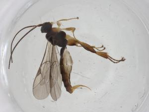  ( - CBG-A13476-A11)  @11 [ ] CreativeCommons - Attribution Share - Alike (2023) Centre for Biodiversity Genomics Centre for Biodiversity Genomics