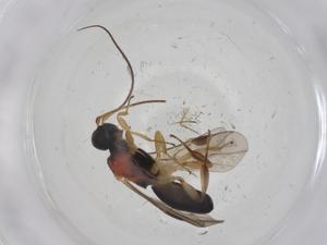  (Leptodrepana Malaise7983 - CBG-A13476-D06)  @11 [ ] CreativeCommons - Attribution Share - Alike (2023) Centre for Biodiversity Genomics Centre for Biodiversity Genomics