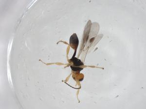  ( - CBG-A13479-C05)  @11 [ ] CreativeCommons - Attribution Share - Alike (2023) Centre for Biodiversity Genomics Centre for Biodiversity Genomics